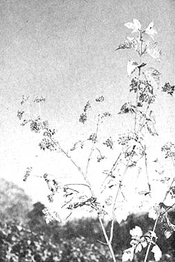 Highbush cranberry has a similar taste to true cranberries, and can be prepared in the same ways.
